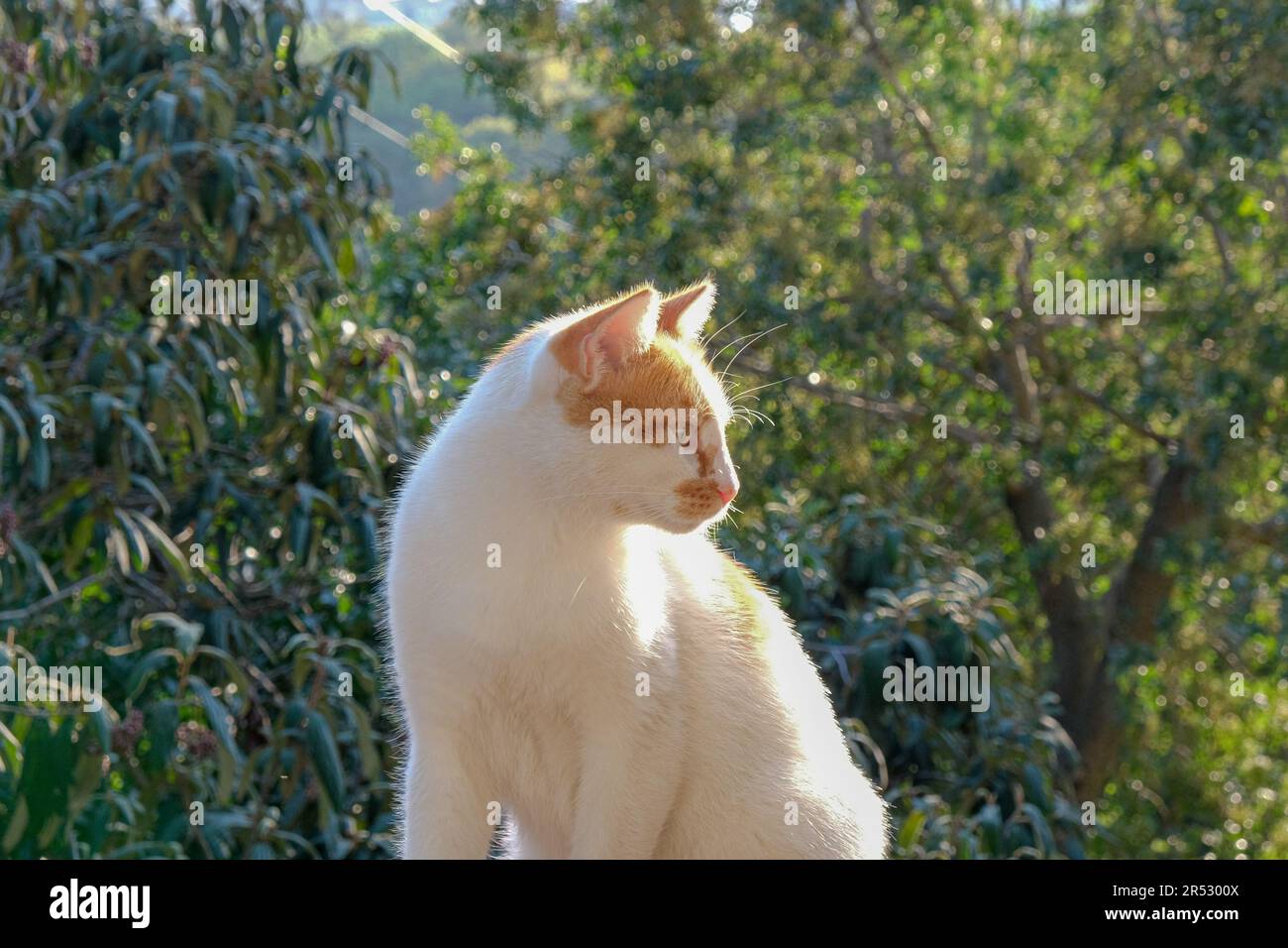 Gros plan chat debout avec un fond d'arbres verts. Foyer sélectif de chat. Banque D'Images