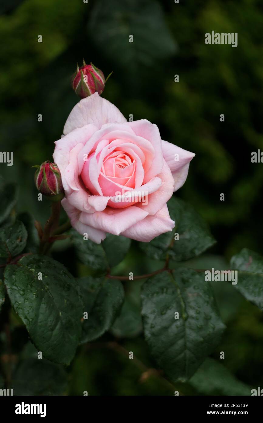 rose dans le lit de fleurs et les gouttes de pluie Banque D'Images