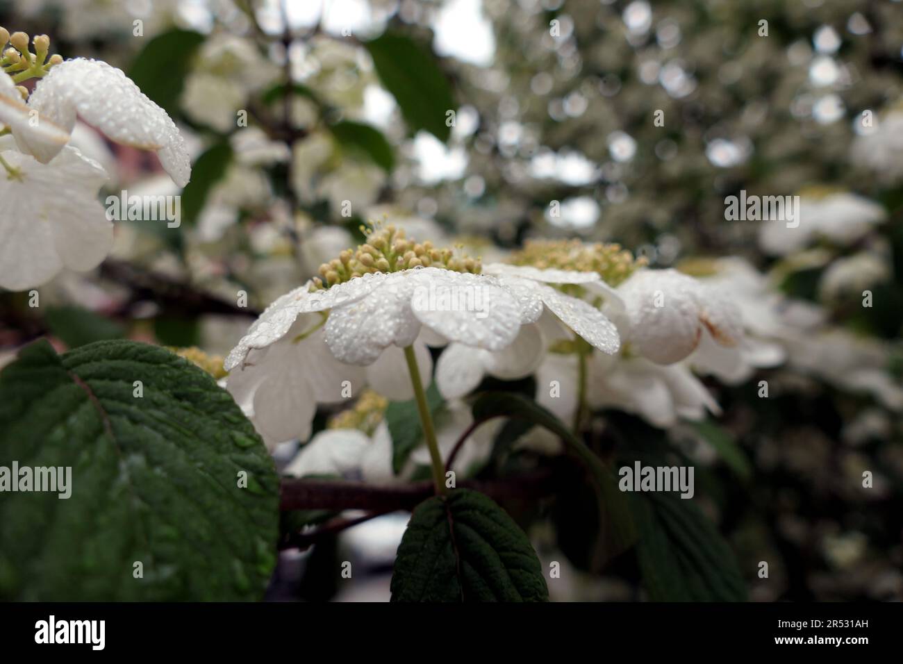gouttes de pluie sur des fleurs de viburnum blanc Banque D'Images