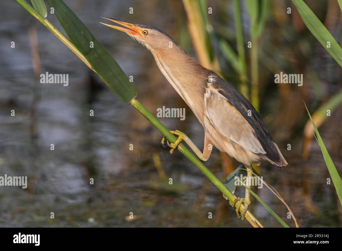 Petit sterin (Ixobrychus minutus), homme, lac Kerkini, Grèce Banque D'Images