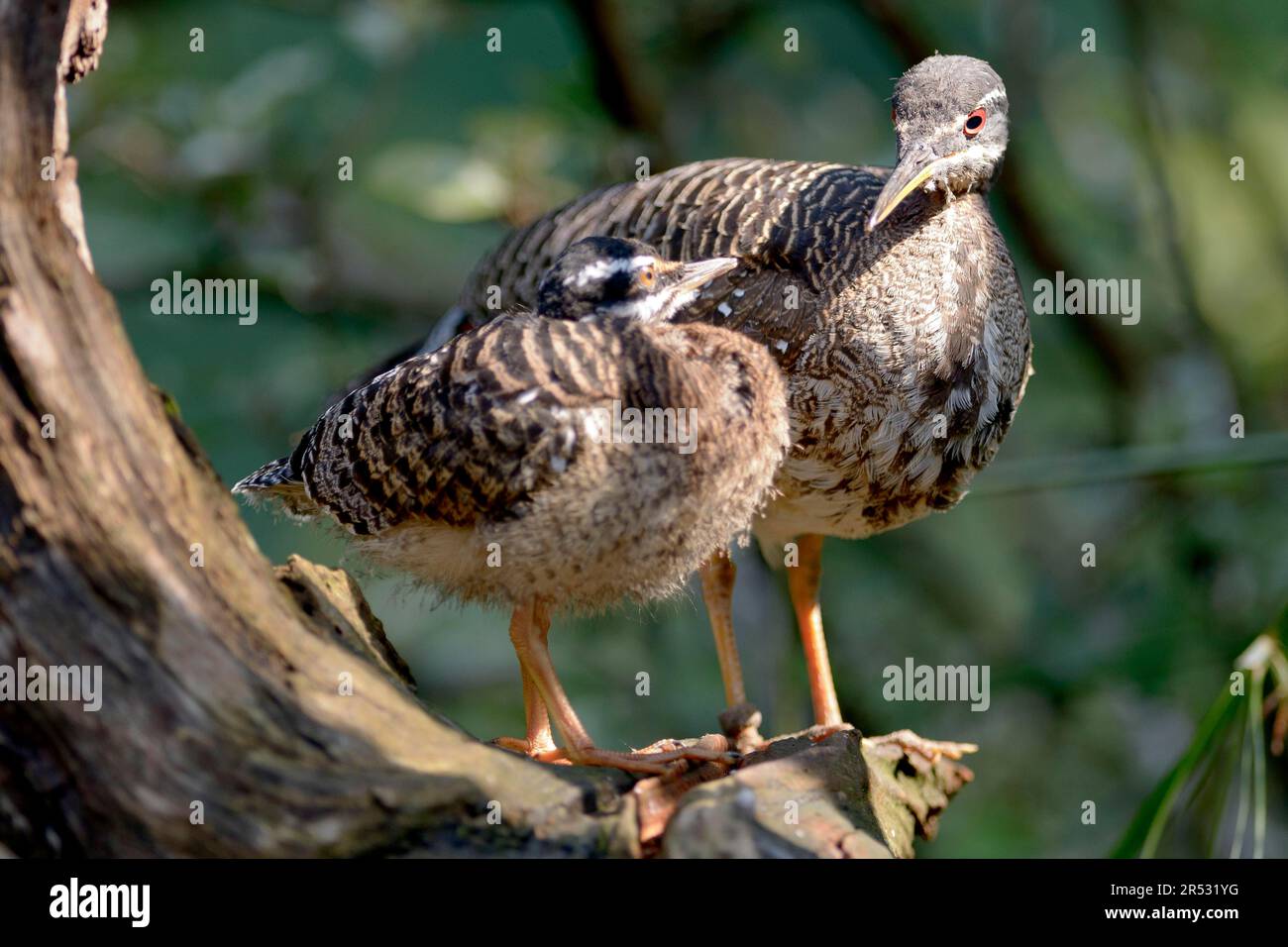 Soleil Bittern avec jeune (Eurypyga helias) Banque D'Images