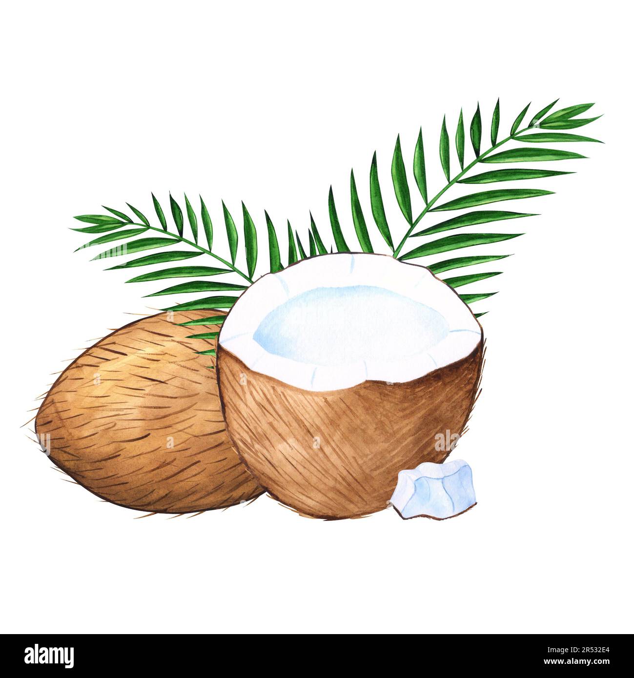 Noix de coco aquarelle dessin tropical à la main pour le dessin avec des noix de coco, des feuilles de palmier et une tranche de noix de coco Banque D'Images