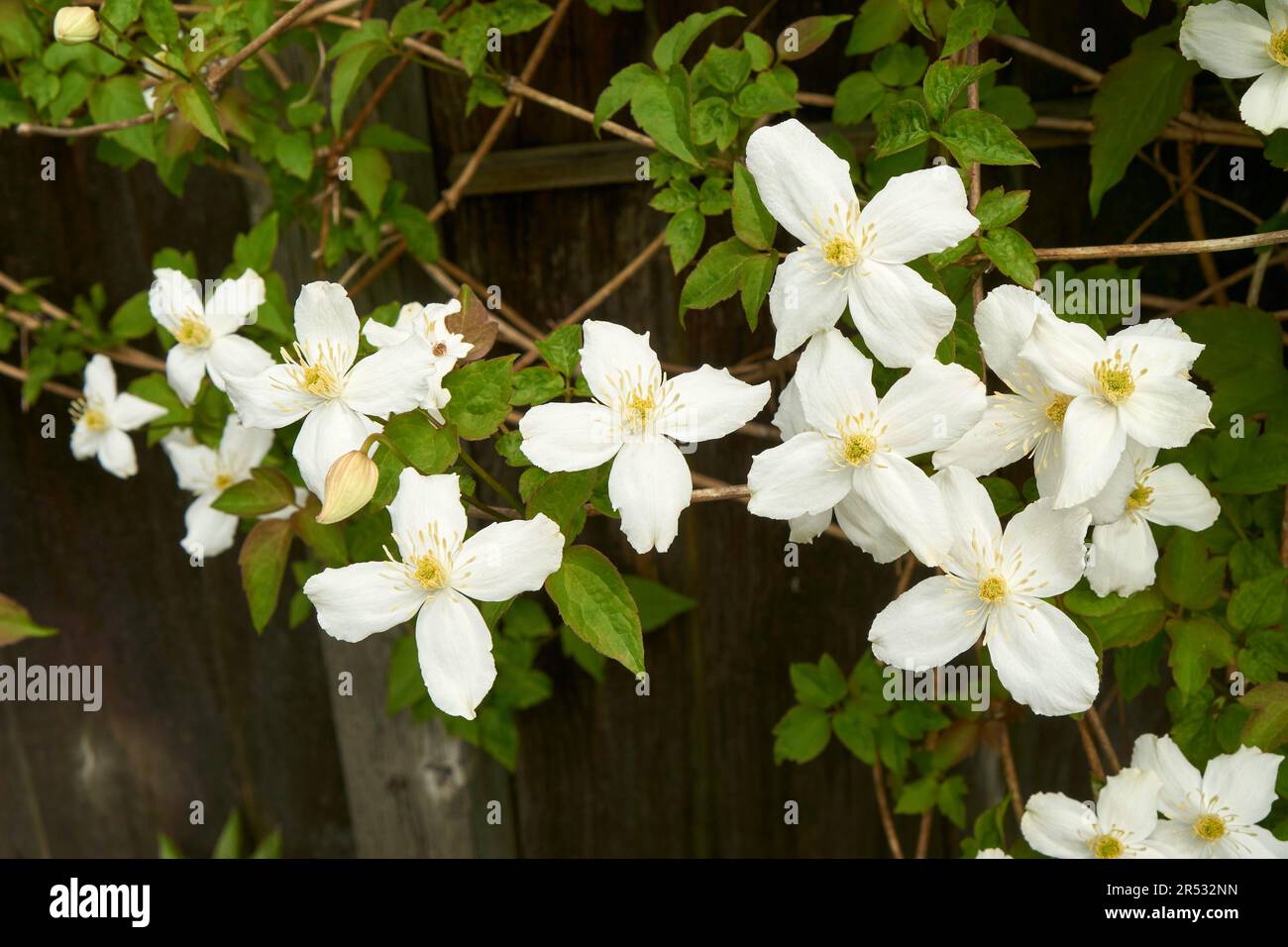 Clematis blanc montana vigne à fleurs grimpant le long d'une clôture en bois au printemps Banque D'Images