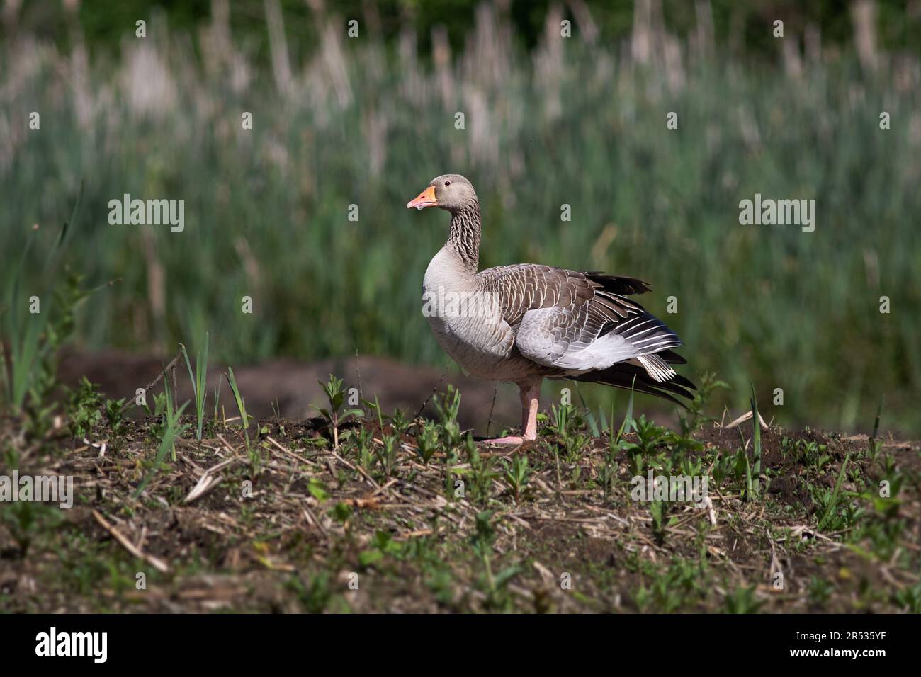 un portrait de l'oie des graylags. Il est debout sur une jambe sur l'herbe dans le marais. Il y a de l'espace pour le texte et tout copier autour de l'oiseau Banque D'Images