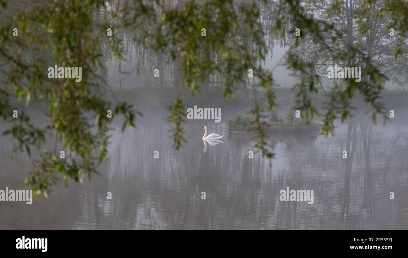 une vue sereine d'un cygne muet dans une piscine. Il est encadré d'un arbre et est pris un matin encore et brumeux Banque D'Images
