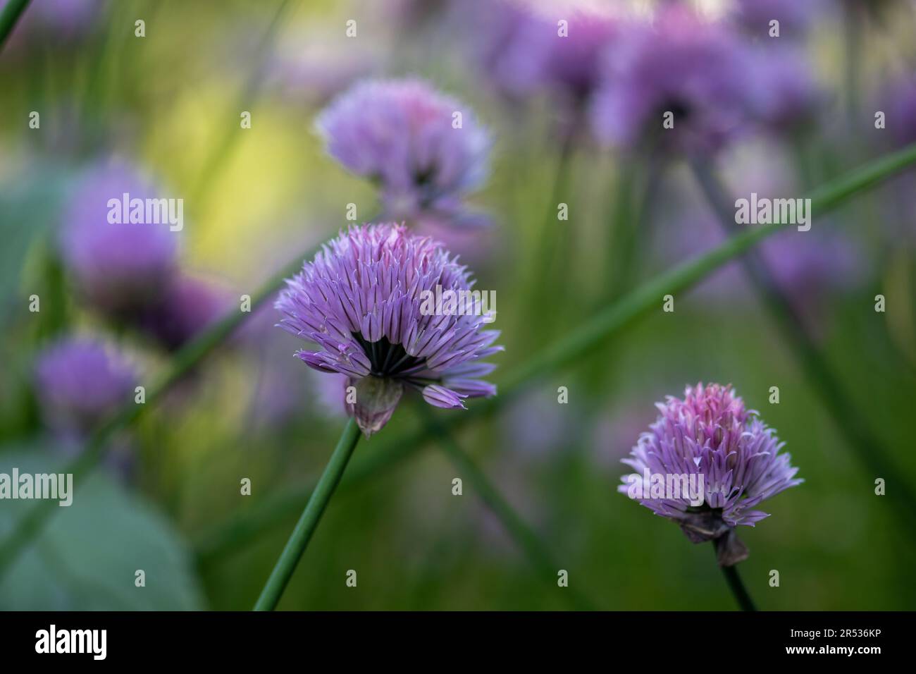 La ciboulette fleurira avec une touche d'été Banque D'Images