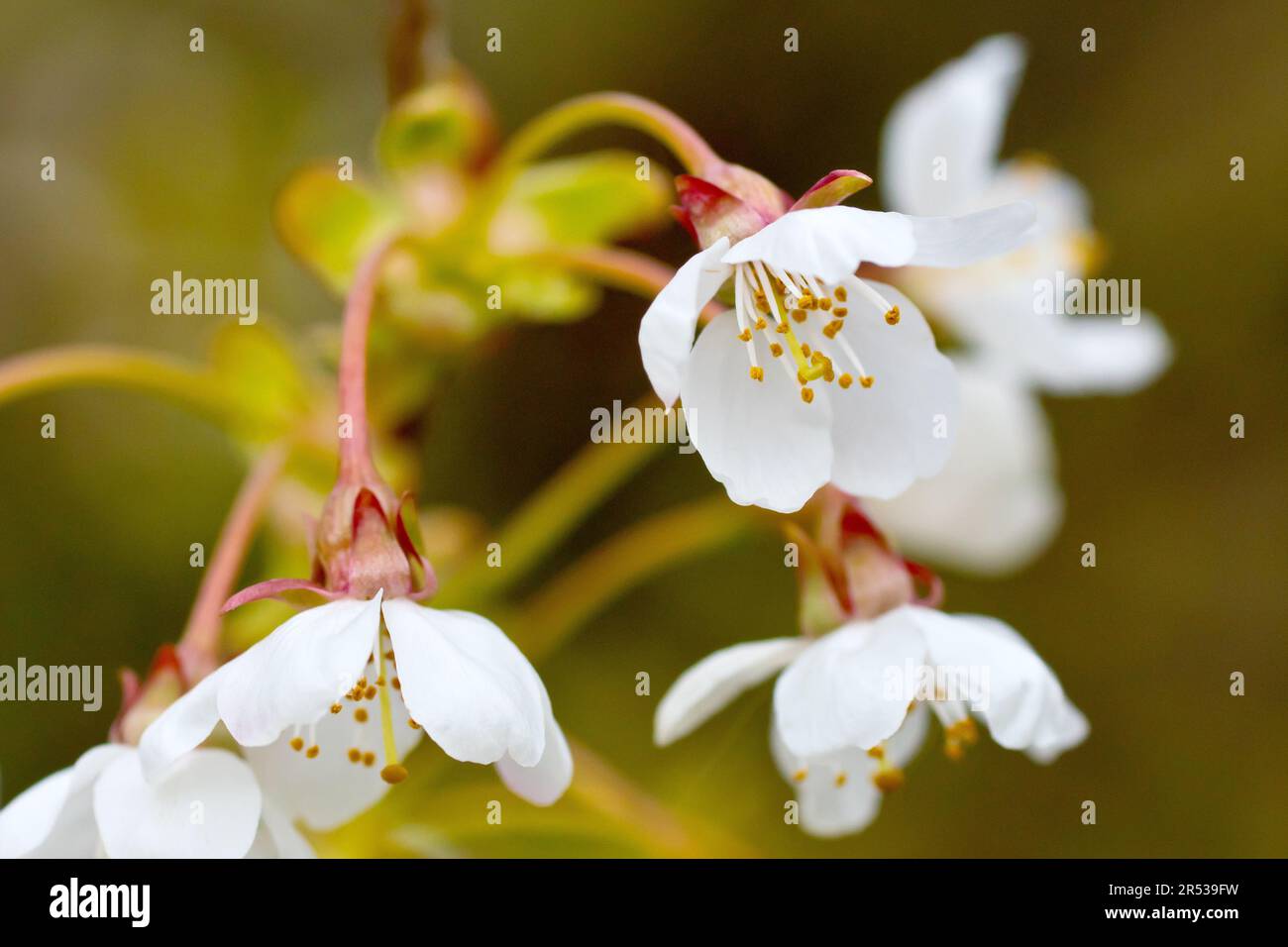 Cerisier sauvage (prunus avium), gros plan se concentrant sur une seule fleur blanche sur plusieurs nouveaux émergés sur un arbre au printemps. Banque D'Images