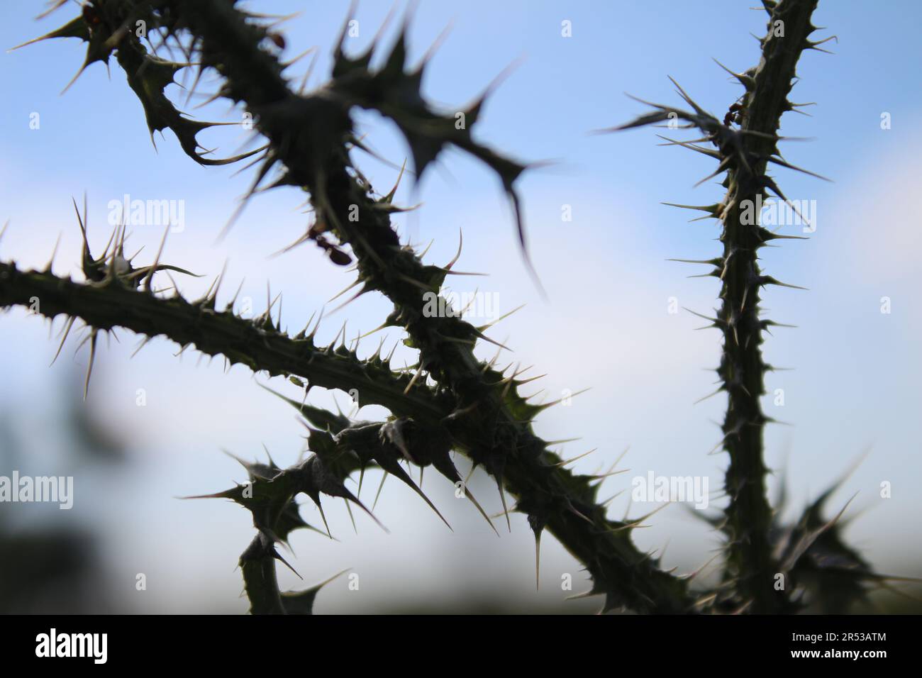 Ciel bleu en arrière-plan. Belle nature. Scène d'automne. Jeu de White Clouds. Branche de terrier. Plante de chardon avec épines épineuses. Banque D'Images
