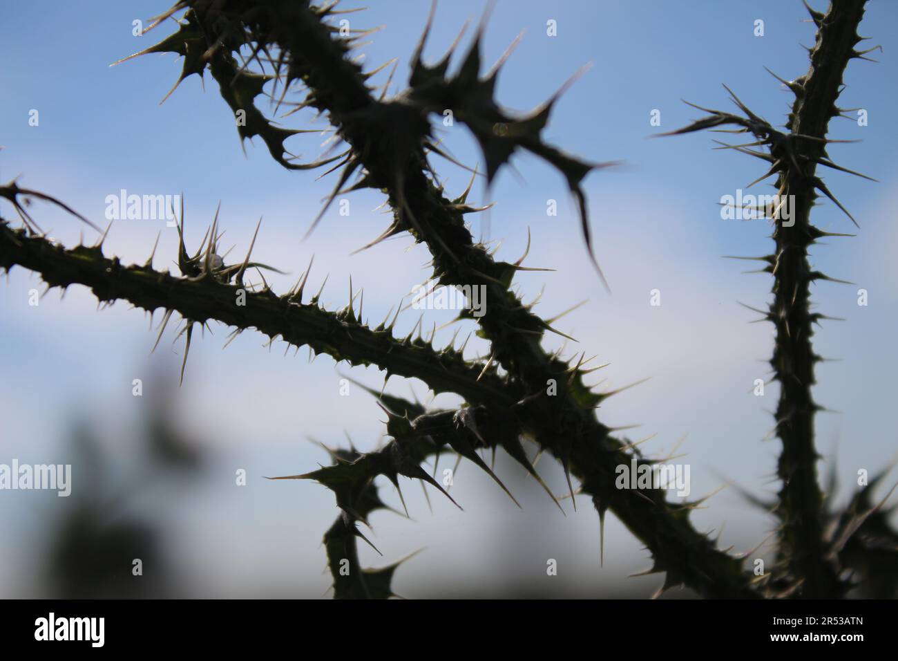 Ciel bleu en arrière-plan. Belle nature. Scène d'automne. Jeu de White Clouds. Branche de terrier. Plante de chardon avec épines épineuses. Banque D'Images