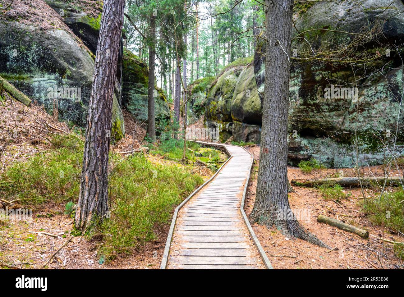 Chemin en bois dans la vallée de grès des rochers de Drabovna, Bohemian Paradise, République tchèque Banque D'Images