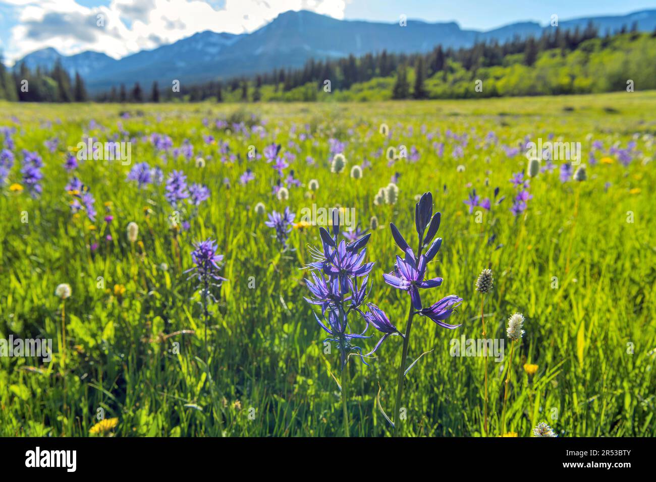 Spring Valley - le champ de fleurs sauvages de Camas bleues fleurit dans un pré de montagne à Cut Bank Valley lors d'une soirée printanière ensoleillée, parc national des Glaciers, Montana. Banque D'Images
