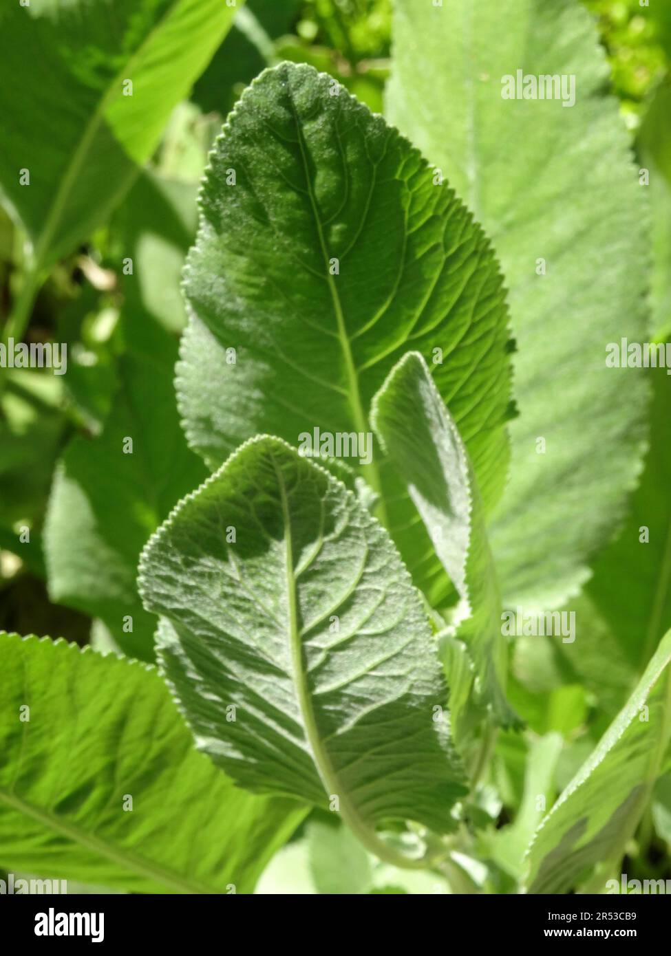 Gros plan portrait naturel de Tanaceum Balsamita (Menthe-coq), rétroéclairé par le soleil de printemps Banque D'Images