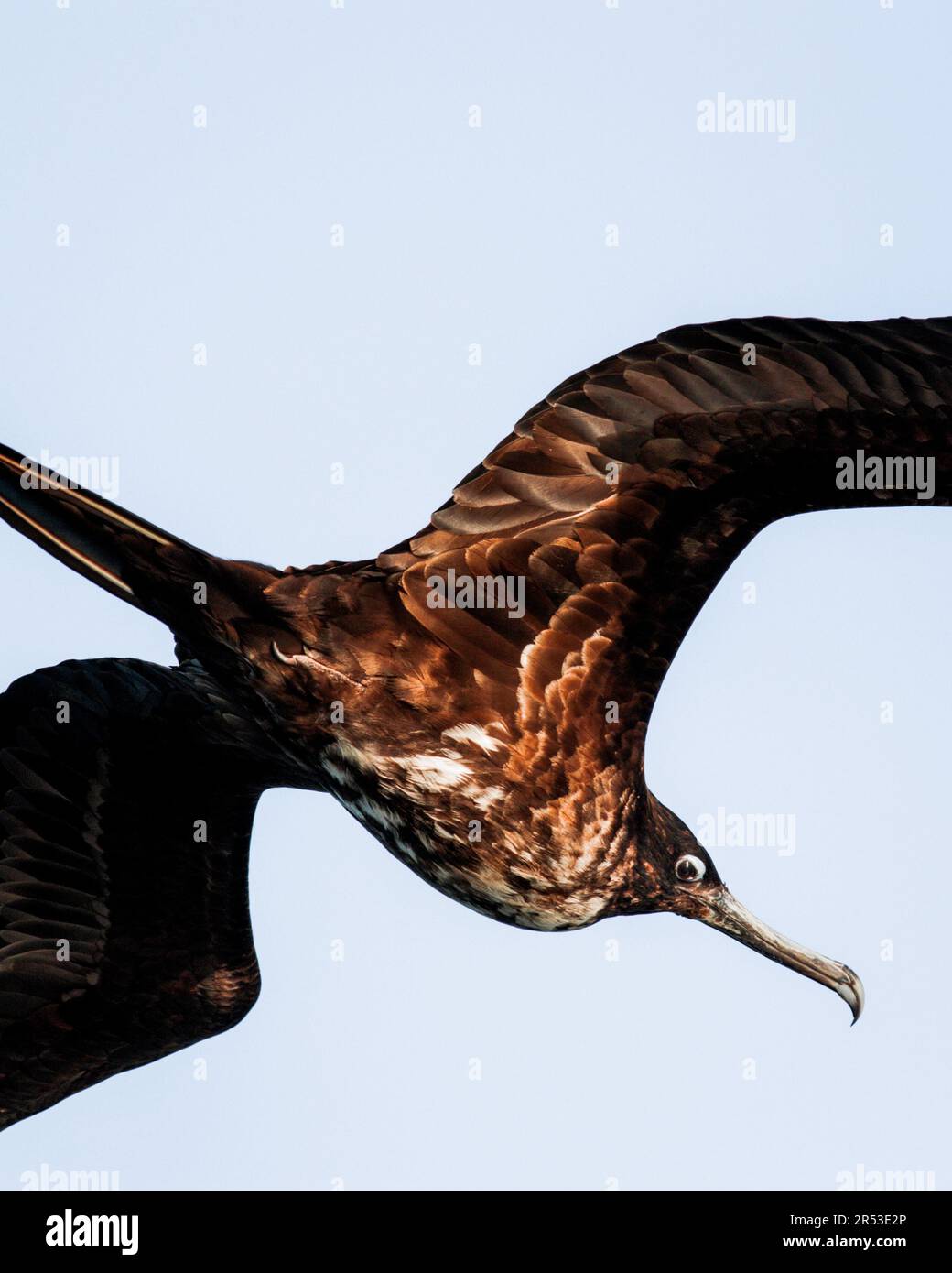 Gros plan d'oiseau frégate volant sur fond ciel clair à Galapagos Banque D'Images