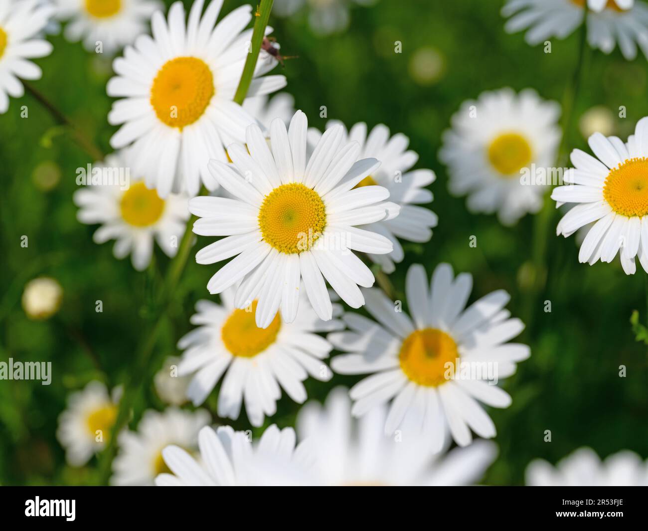Marguerites fleuries, Leucanthemum, au printemps Banque D'Images