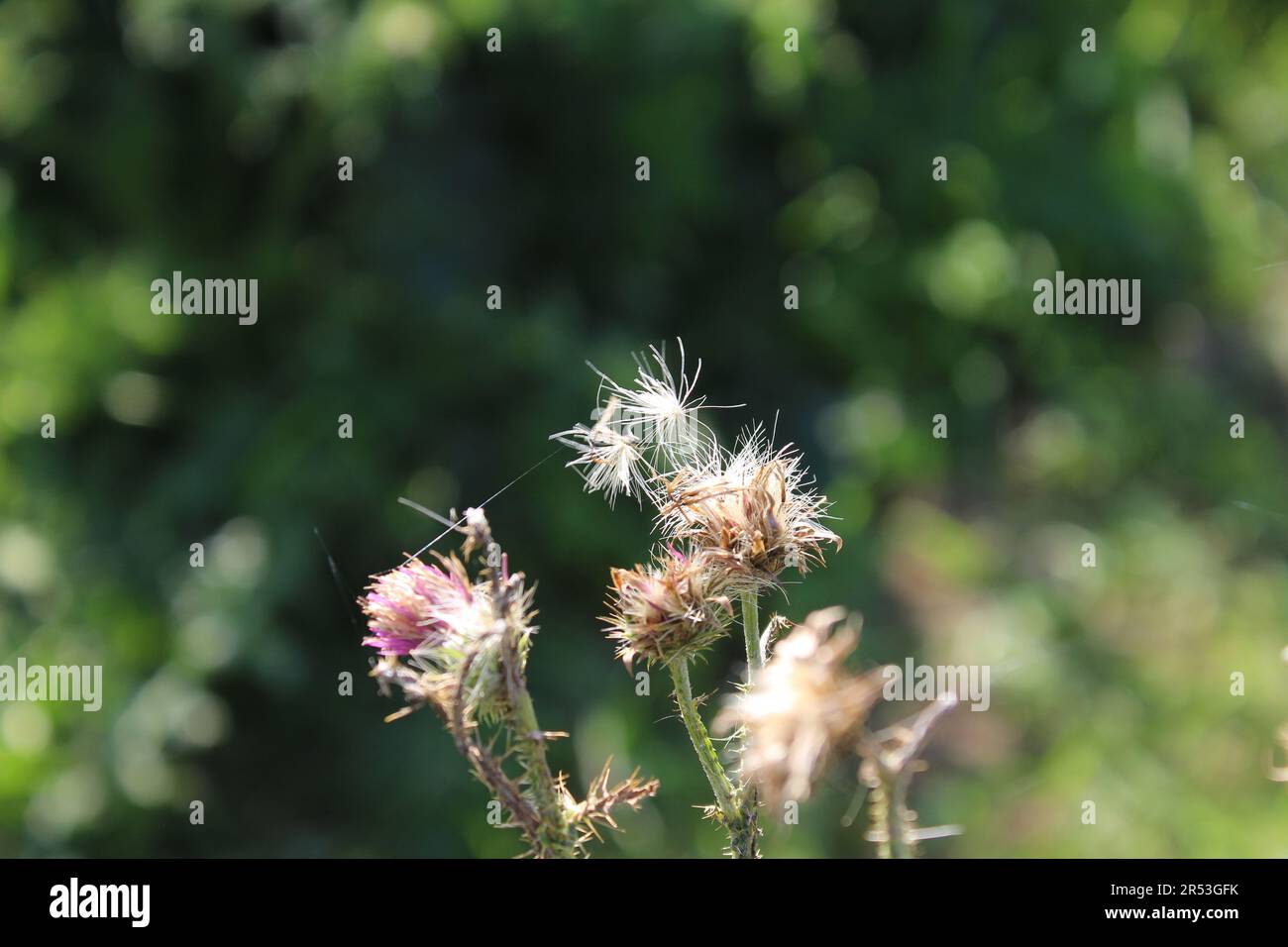 Graines de fleurs sauvages dans le vent. Belle nature. Propagation par grains. Arrière-plan flou. L'été sur la prairie. Approche minimaliste. Photo macro. Banque D'Images