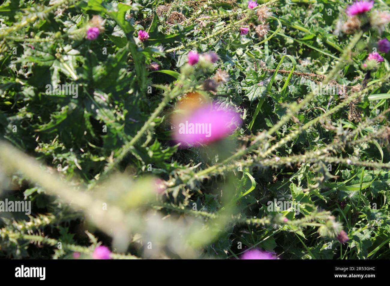 Macrophotographie de fleurs sauvages violettes. Scène de prairie en été. Image de la flore à la lumière du jour. Arrière-plan flou. Tête de fleur moelleuse. Temps venteux. Banque D'Images
