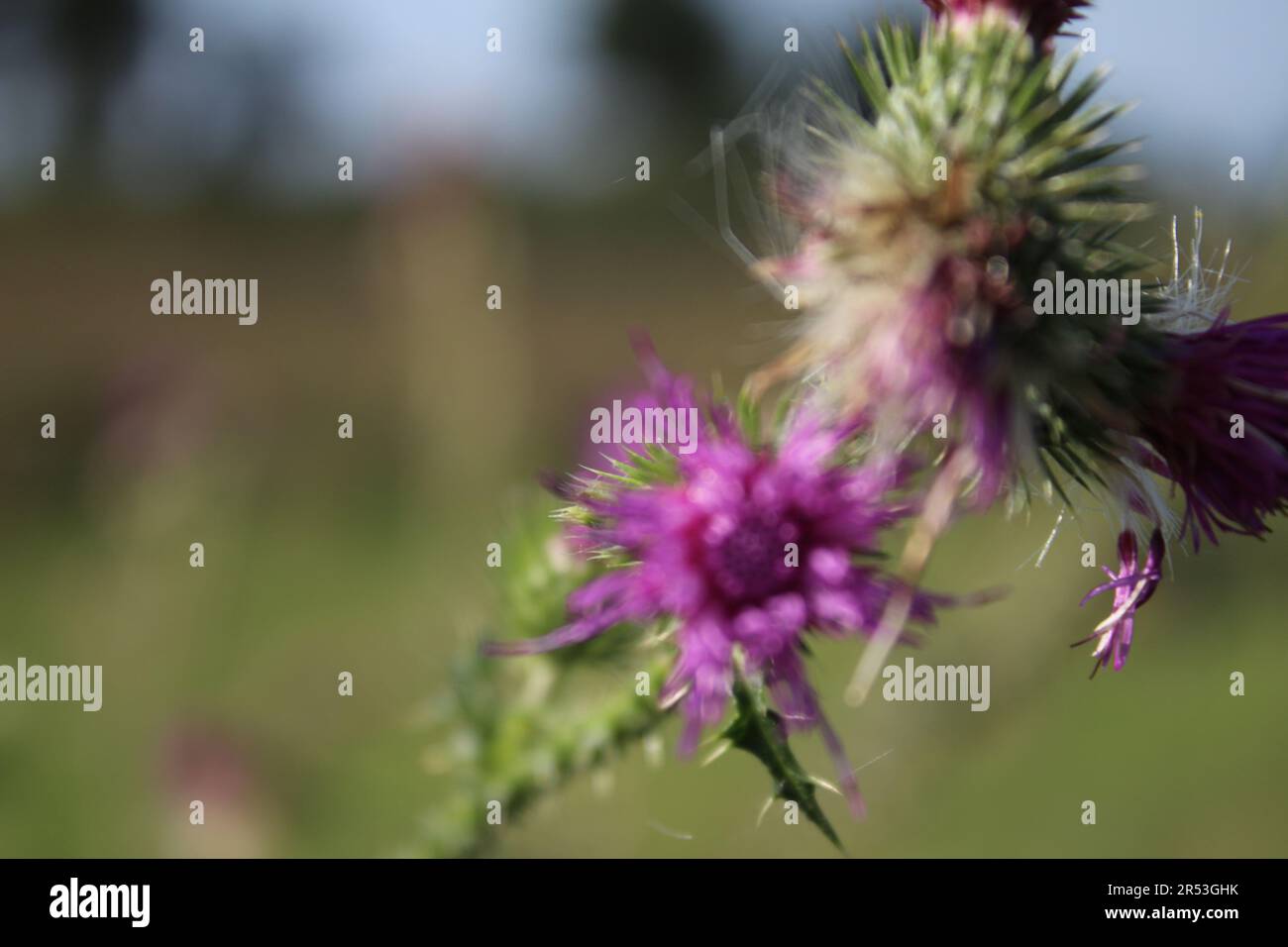 Macrophotographie de fleurs sauvages violettes. Scène de prairie en été. Image de la flore à la lumière du jour. Arrière-plan flou. Tête de fleur moelleuse. Temps venteux. Banque D'Images