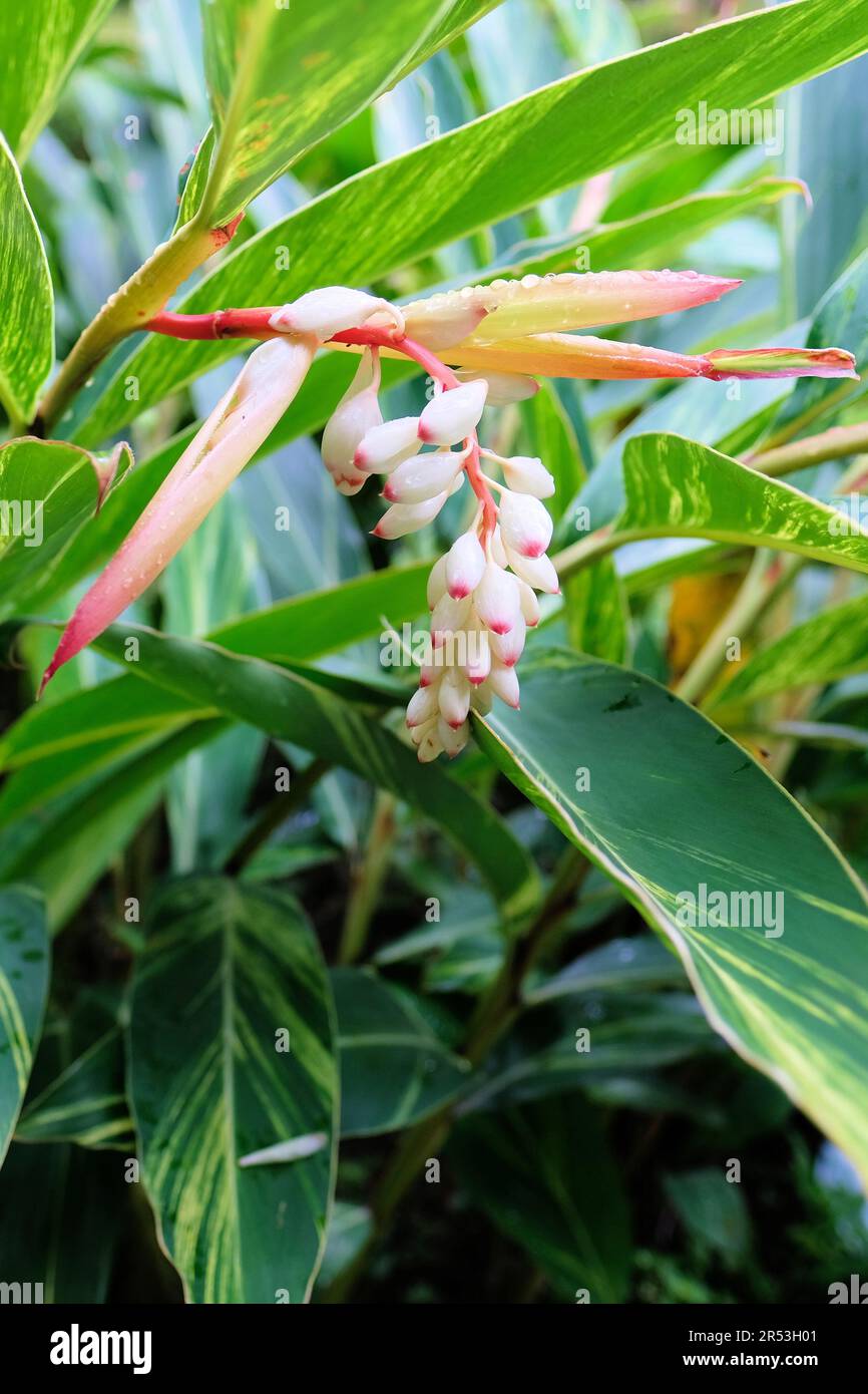 Alpinia zerummbet Variegata, ou gingembre en coquille, au parc commémoratif Chiang Kai-Shek à Taipei, Taïwan; boutons et fleurs rose et blanc au gingembre. Banque D'Images