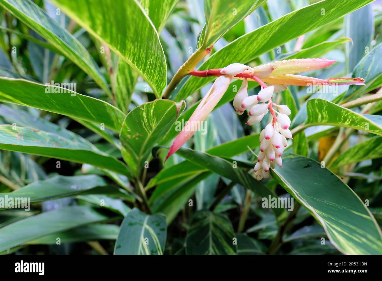 Alpinia zerummbet Variegata, ou gingembre en coquille, au parc commémoratif Chiang Kai-Shek à Taipei, Taïwan; boutons et fleurs rose et blanc au gingembre. Banque D'Images
