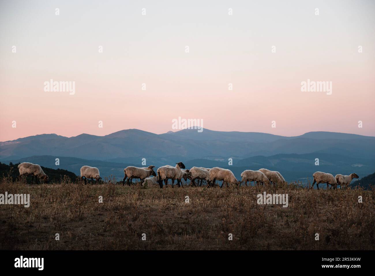 Paysage avec un troupeau de moutons lacha au coucher du soleil dans la vallée d'Ayala ou d'Aiaraldea dans le pays Basque, avec la chaîne de montagnes Gorbea dans le backgroun Banque D'Images