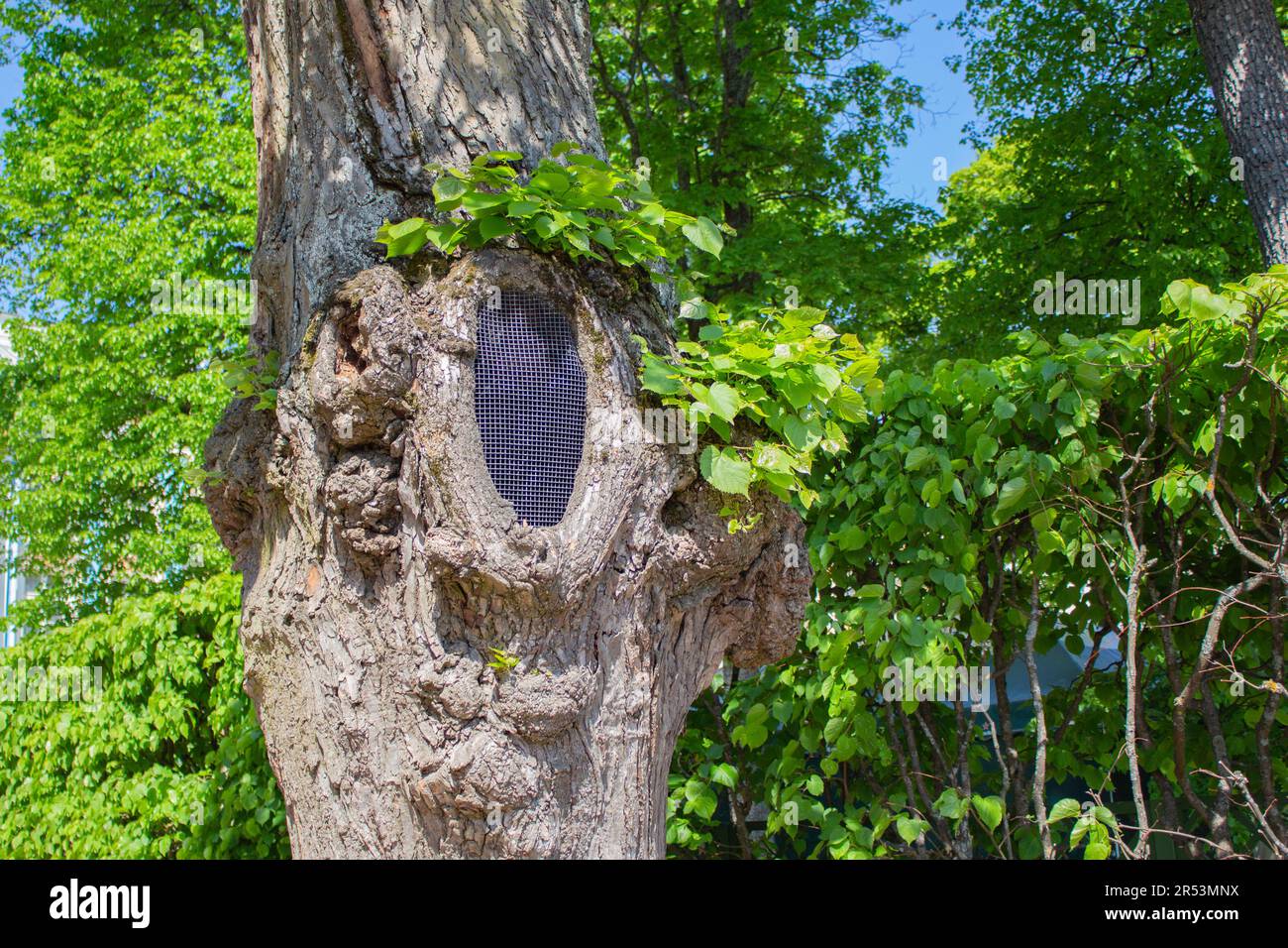 La maille métallique protège le tronc d'un vieux arbre contre les rongeurs. Traitement des vieux arbres dans le parc. Traitement et sauvetage des arbres creux. Banque D'Images