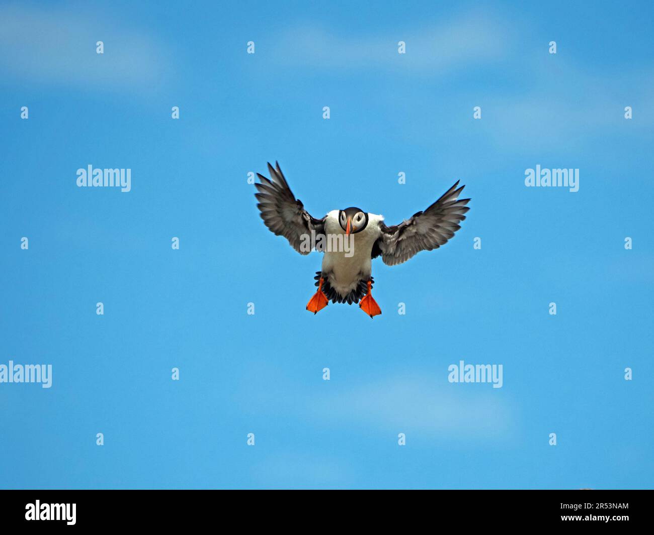 Freins pneumatiques - Atlantic Puffin (Fratercula arctica) en vol avec des ailes et des pieds éparpillés sur les îles Farne, en Northumbrie, en Angleterre, au Royaume-Uni Banque D'Images