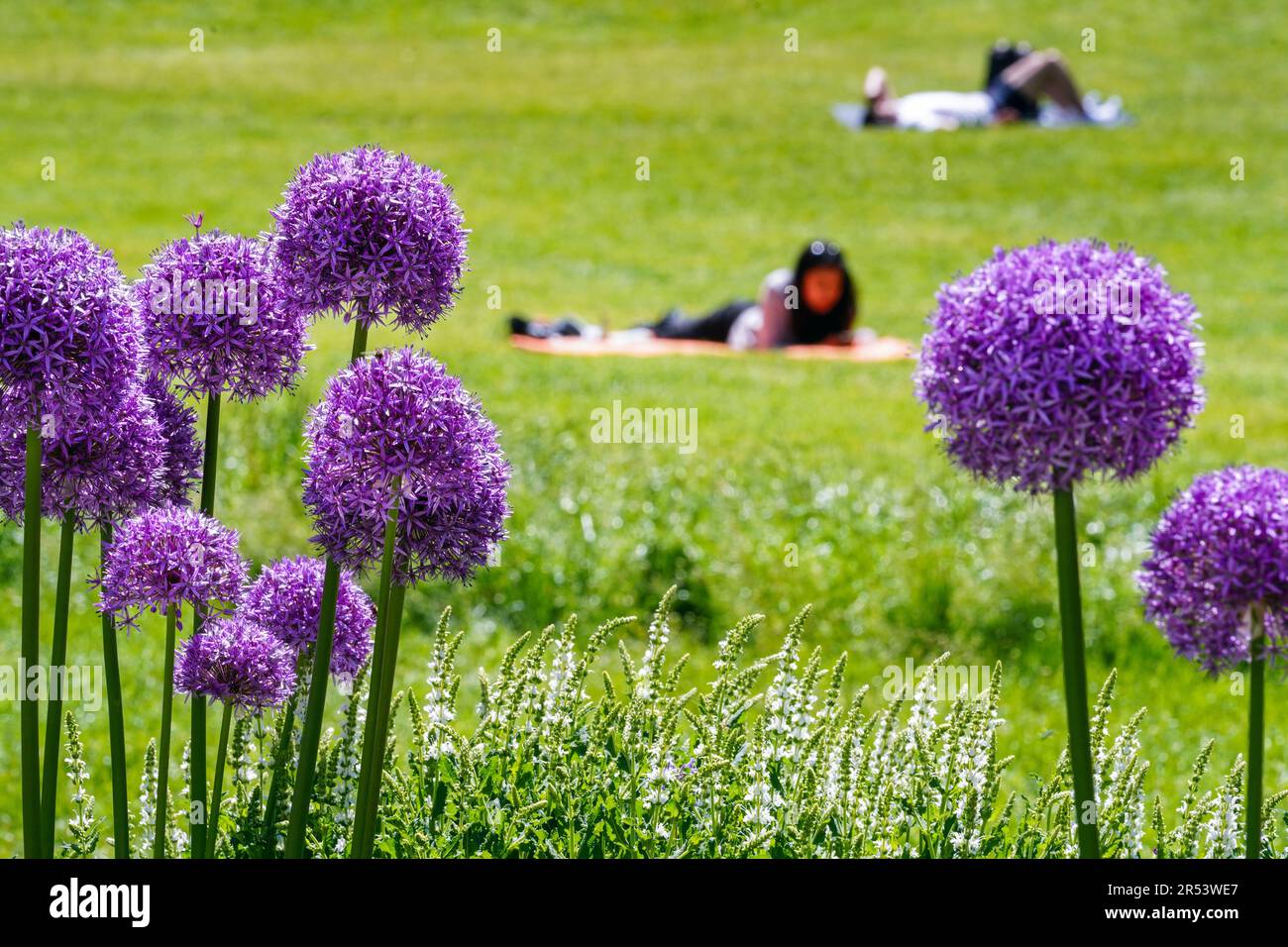Les poireaux ornementaux fleurissent dans la prairie d'un parc d'Aix-la-Chapelle, où les jeunes sont au soleil. Aachen, Allemagne --- Blühender Zierlauch auf der Wiese eines Parks in Aachen, auf der junge Leute in der sonne liegen. Aix-la-Chapelle, Allemagne Banque D'Images
