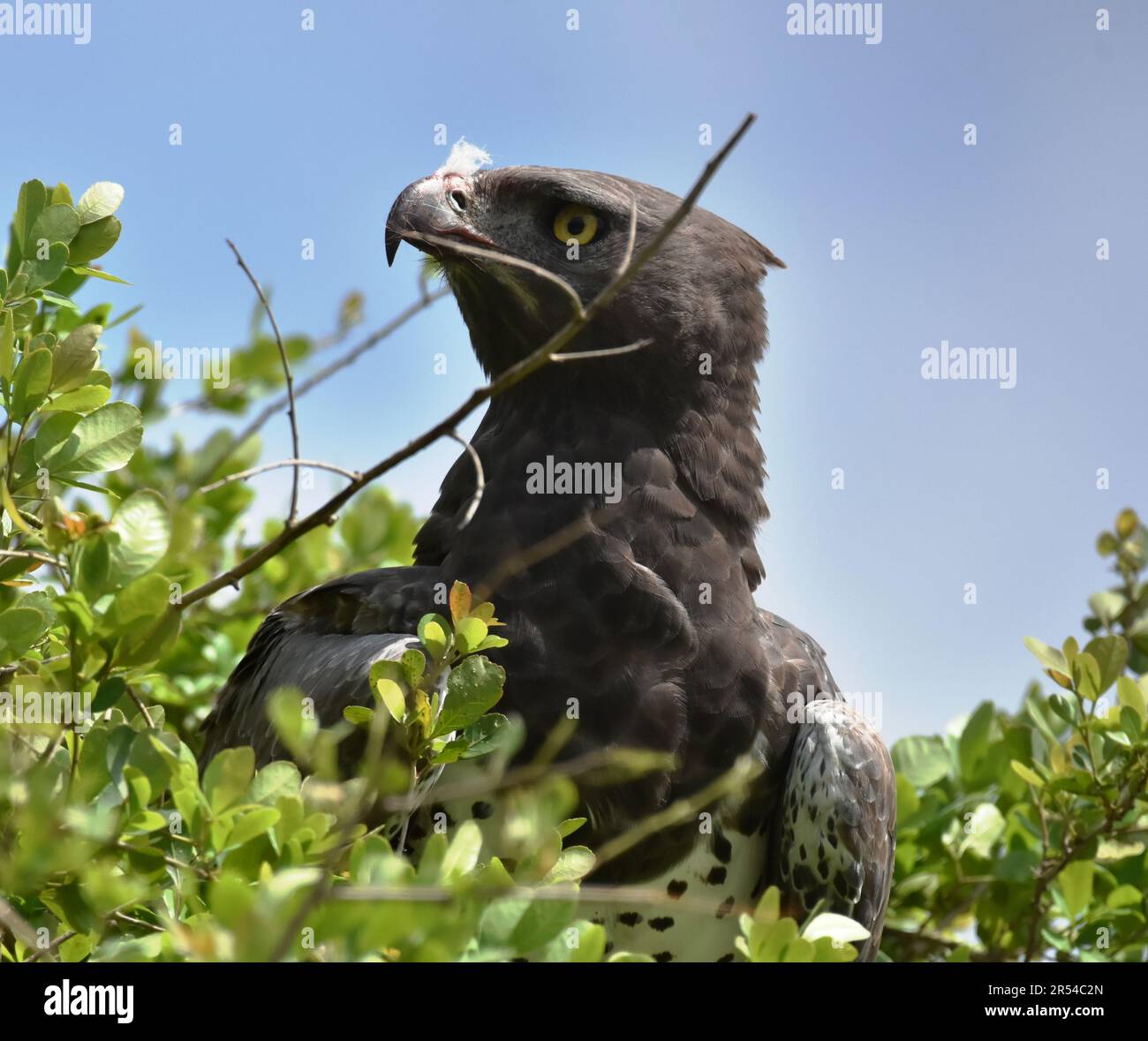 AIGLE MARTIAL Banque D'Images