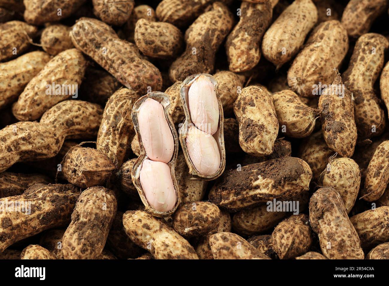 Cacahuète fraîchement cueillie, Arachis hypogaea. Contexte alimentaire Banque D'Images