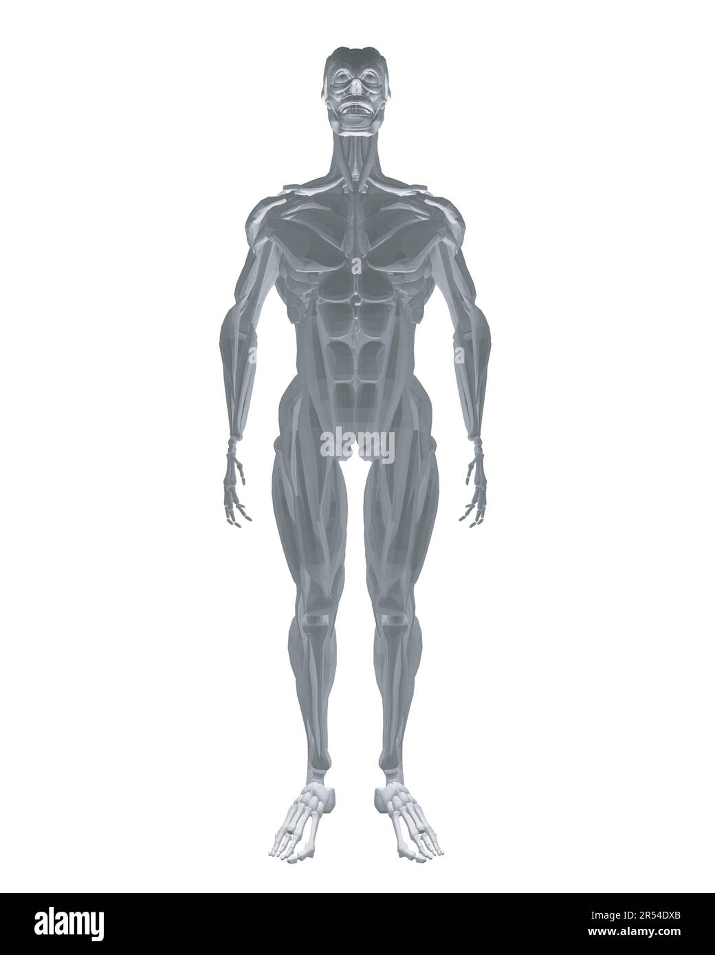 Anatomie humaine. Modèle de système musculaire de corps masculin. Anatomie du système musculaire masculin - vue postérieure et antérieure - corps entier. Corps polygonal de l'homme. 3D. Illustration de Vecteur Anatomie humaine. Modèle de système musculaire de corps masculin. Anatomie du système musculaire masculin - vue postérieure et antérieure - corps entier. Corps polygonal de l'homme. 3D. Illustration de Vecteur