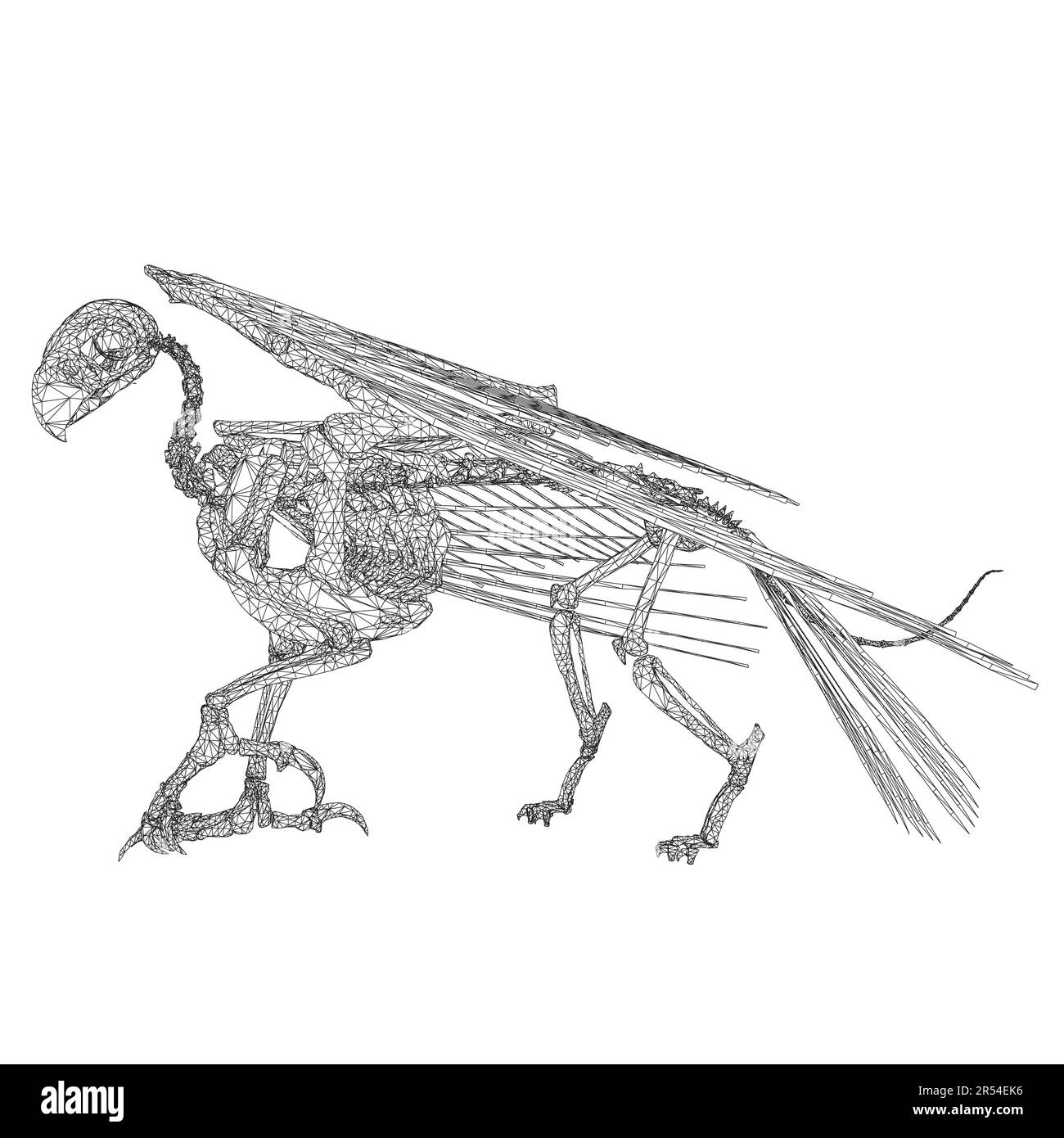 Illustration vectorielle de squelette d'animal d'oiseau isolée sur fond blanc, dessin à la main squelette corbeau. Doodle numérique OS du crâne animal, squelette vecteur si Illustration de Vecteur