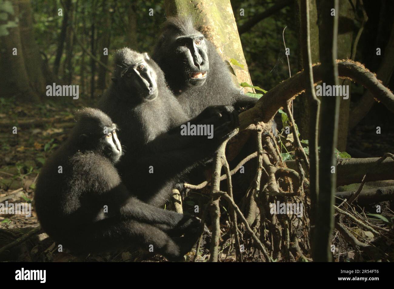 Portrait de groupe de macaques à cragoût noir (Macaca nigra) de Sulawesi dans la réserve naturelle de Tangkoko, au nord de Sulawesi, en Indonésie. Depuis au moins 1997, les scientifiques examinent les impacts possibles du changement climatique sur les primates du monde, avec des résultats qu'il modifie de façon ostensio-active leurs comportements, activités, cycles de reproduction et disponibilité alimentaire. Banque D'Images