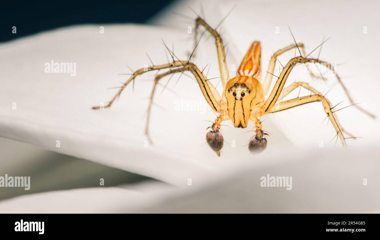 Une araignée jaune ou Oxyopes salticus, araignée de lynx, communément connue sous le nom d'araignée de lynx rayée sur le pétale blanc et gouttes d'eau sur le corps, Macro photo d'INS Banque D'Images