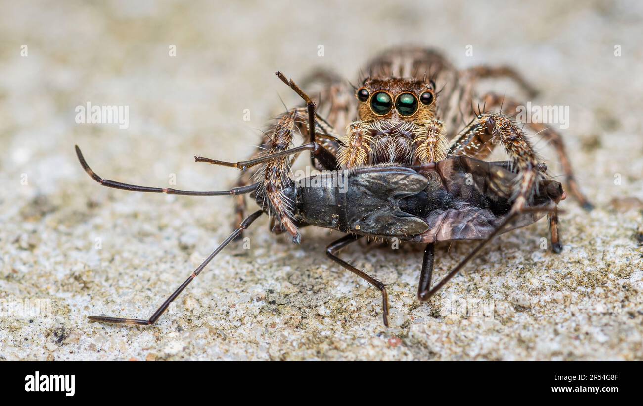 Araignée sauteuse mangeant la proie noire sur le sol de ciment, foyer sélectif, photo macro de l'insecte. Banque D'Images