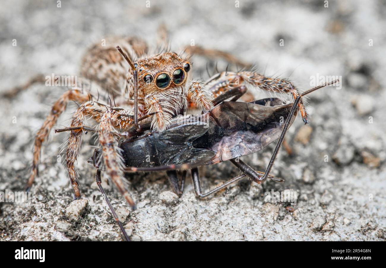 Araignée sauteuse mangeant la proie noire sur le sol de ciment, foyer sélectif, photo macro de l'insecte. Banque D'Images