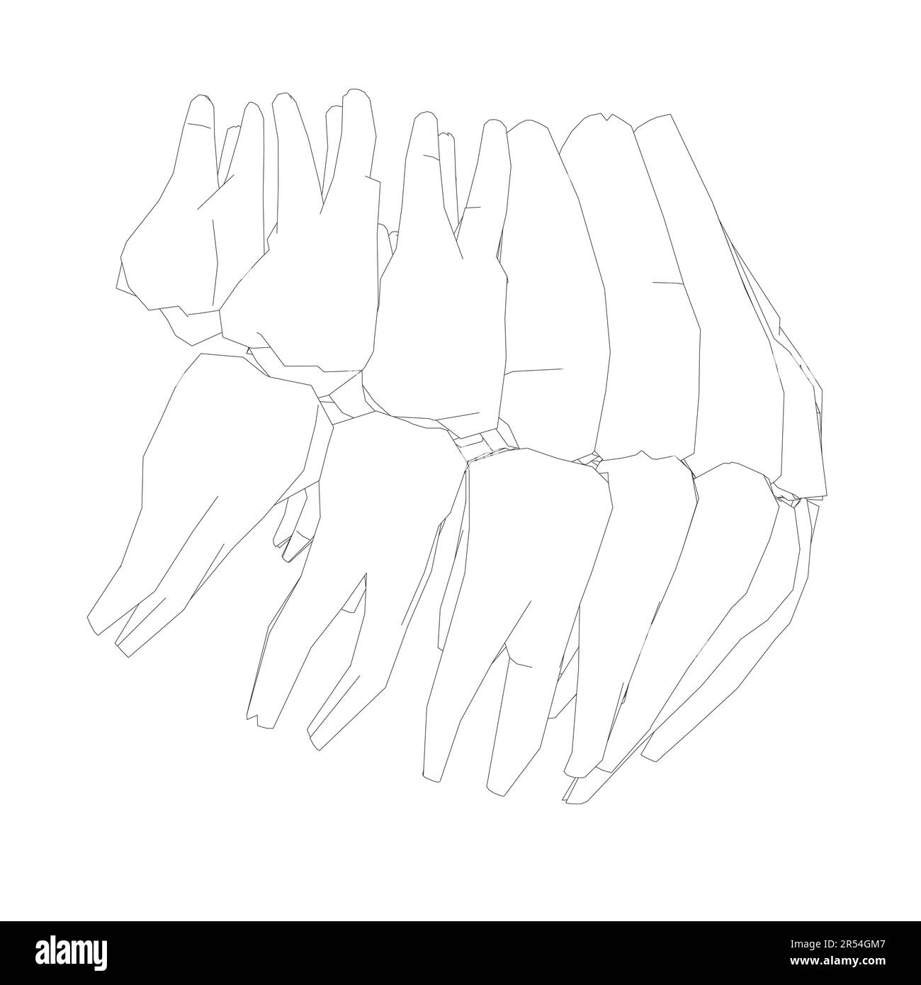 Contour des dents. Différents types de collection de dents humaines dessinés à la main. Modèle graphique pour dentiste. Fangs de gravure et molaires. Soins dentaires oraux. Mal de dents Illustration de Vecteur
