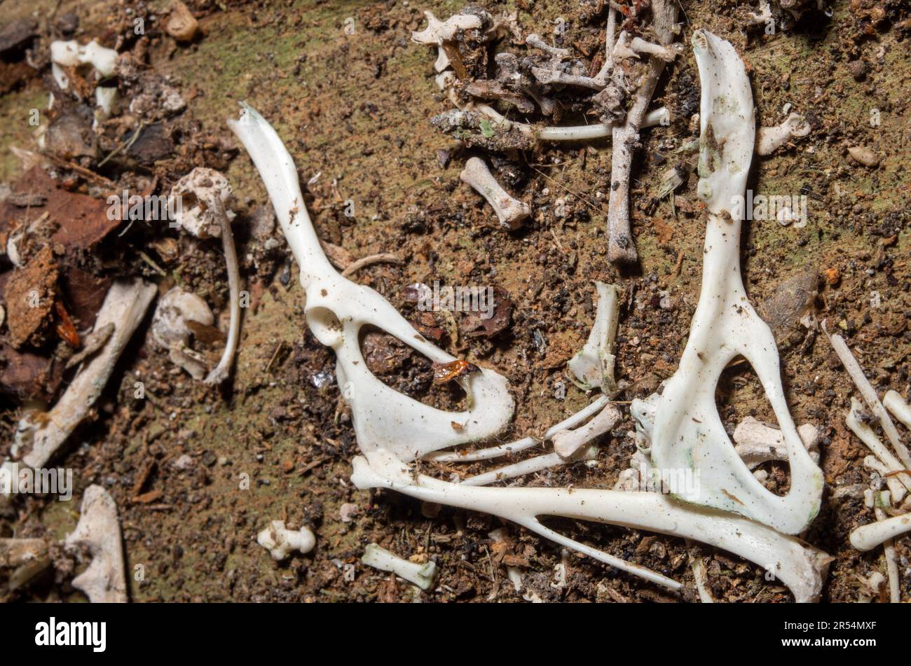 Owl Pellet Boneyard sur le plancher de la vieille salle Topaz. Banque D'Images