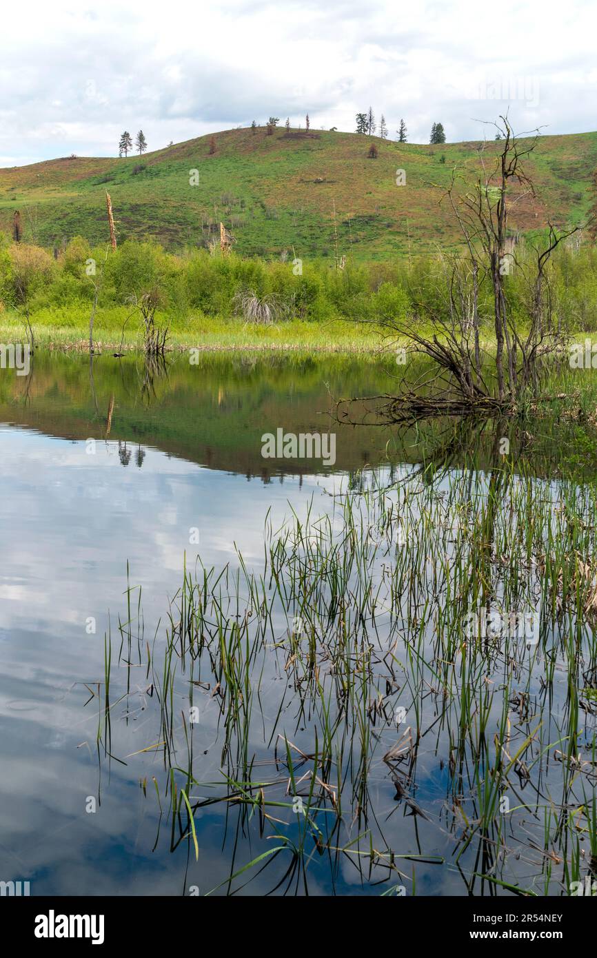 Image verticale de Beaver Pond près de Chickadee Trailhead près de Sun Mountain Lodge dans le comté d'Okanogan, Washington, États-Unis. Banque D'Images