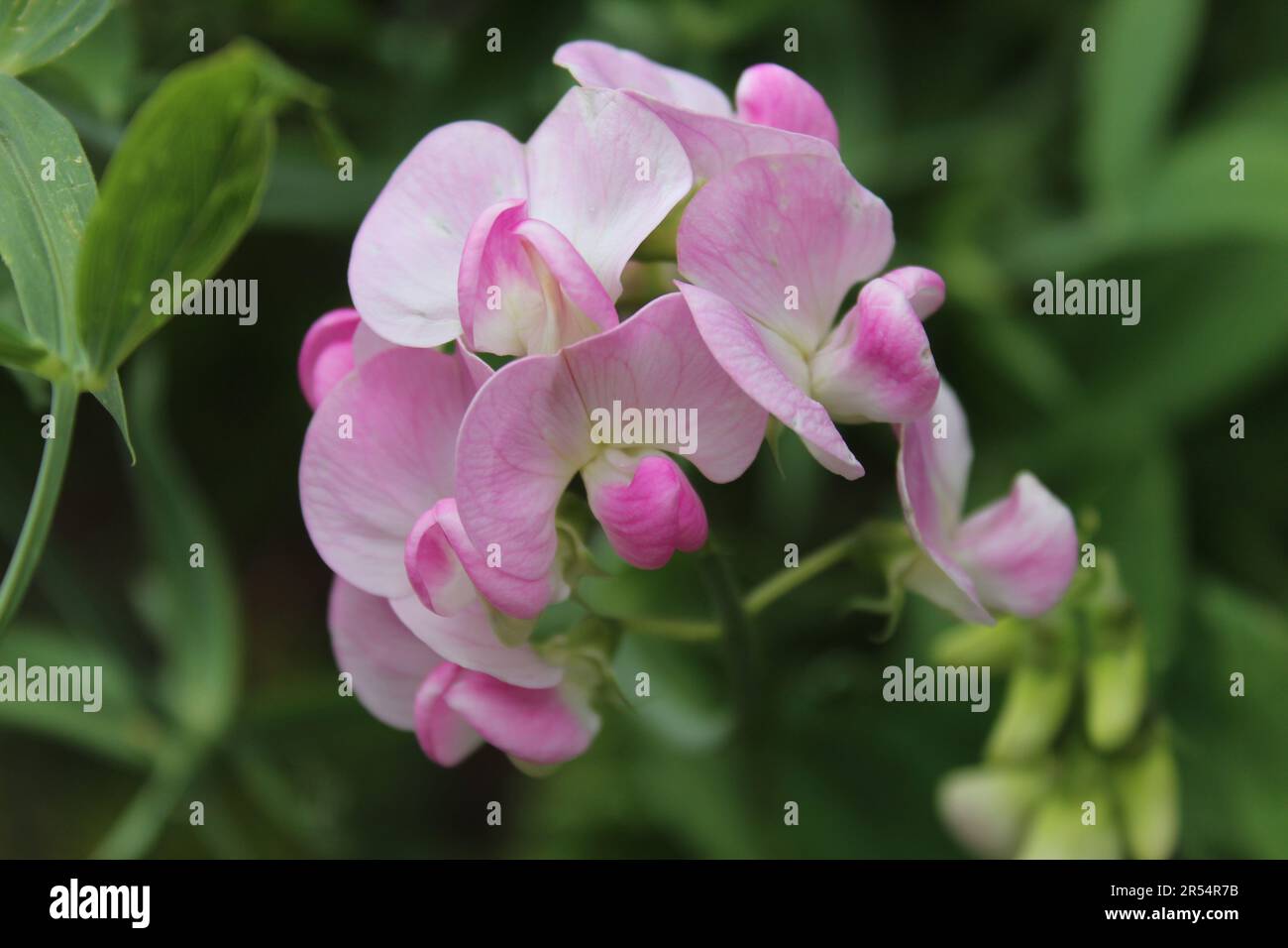 Fleur de pois dans le jardin Banque D'Images