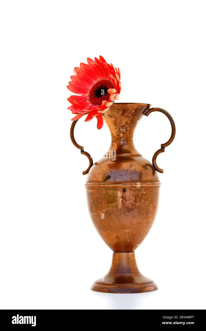 Vase en laiton avec gerbera rouge Banque D'Images