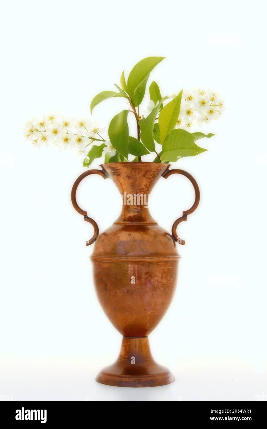 Vase en laiton avec fleur et branche de cerisier d'oiseau Banque D'Images