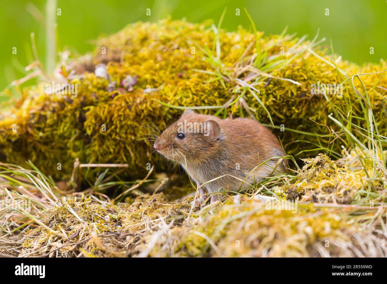 Bank vole Clethrionomys glareolus, debout sur l'herbe, Suffolk, Angleterre, mai Banque D'Images