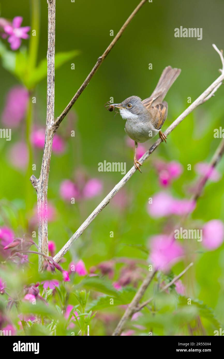 Blanchettroat commun Sylvia communis, mâle adulte perchée sur la tige avec une araignée dans le bec, Suffolk, Angleterre, mai Banque D'Images