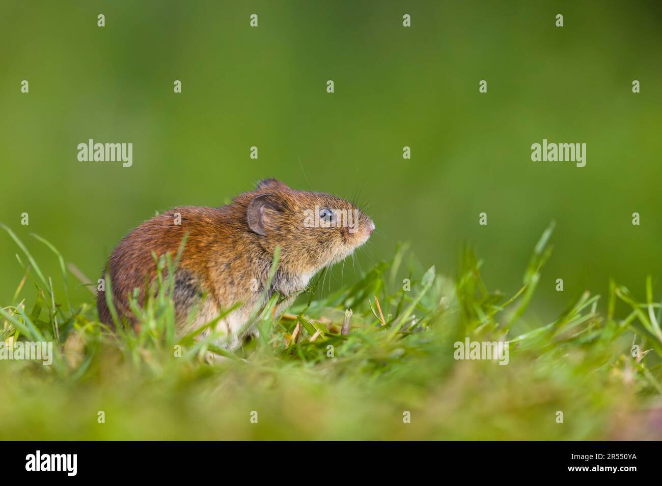 Bank vole Clethrionomys glareolus, adulte debout sur l'herbe, Suffolk, Angleterre, mai Banque D'Images
