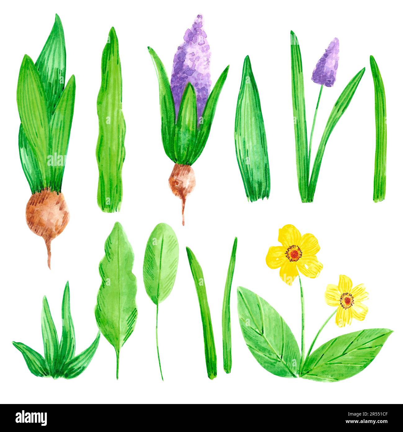 Fleurs de jardin de source aquarelle dessinées à la main avec jacinthe en fleur et primrose sur fond blanc. Illustration vintage dans un style rural Banque D'Images