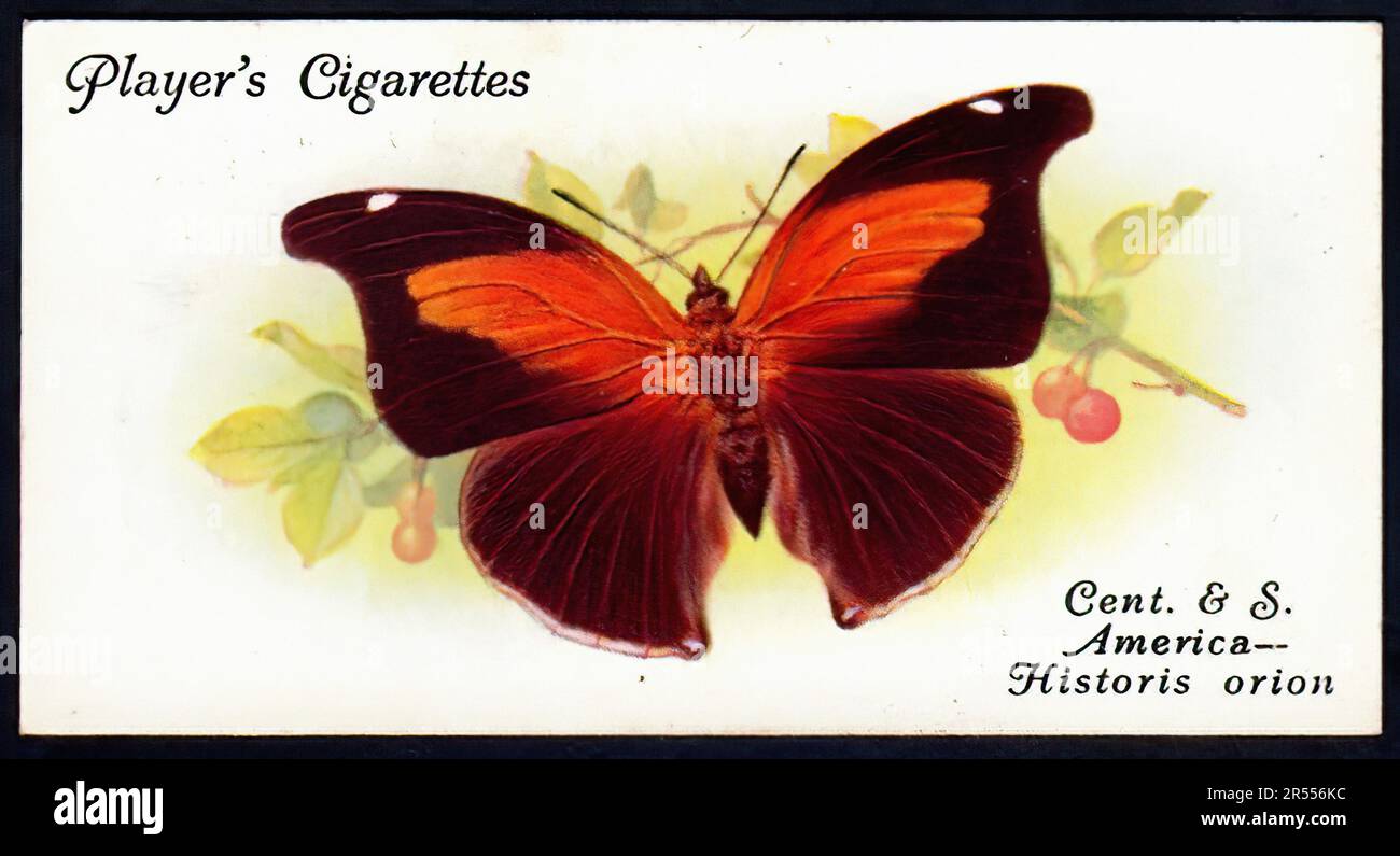 Historis Orion Butterfly - carte à cigarettes vintage Banque D'Images