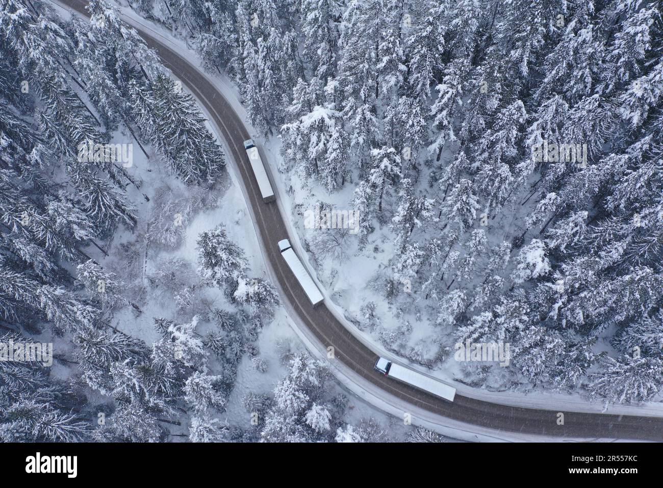 Convoi de camions se déplaçant pendant la chute de neige sur la route sinueuse et sinueuse de montagne qui traverse une forêt de pins enneigés Banque D'Images