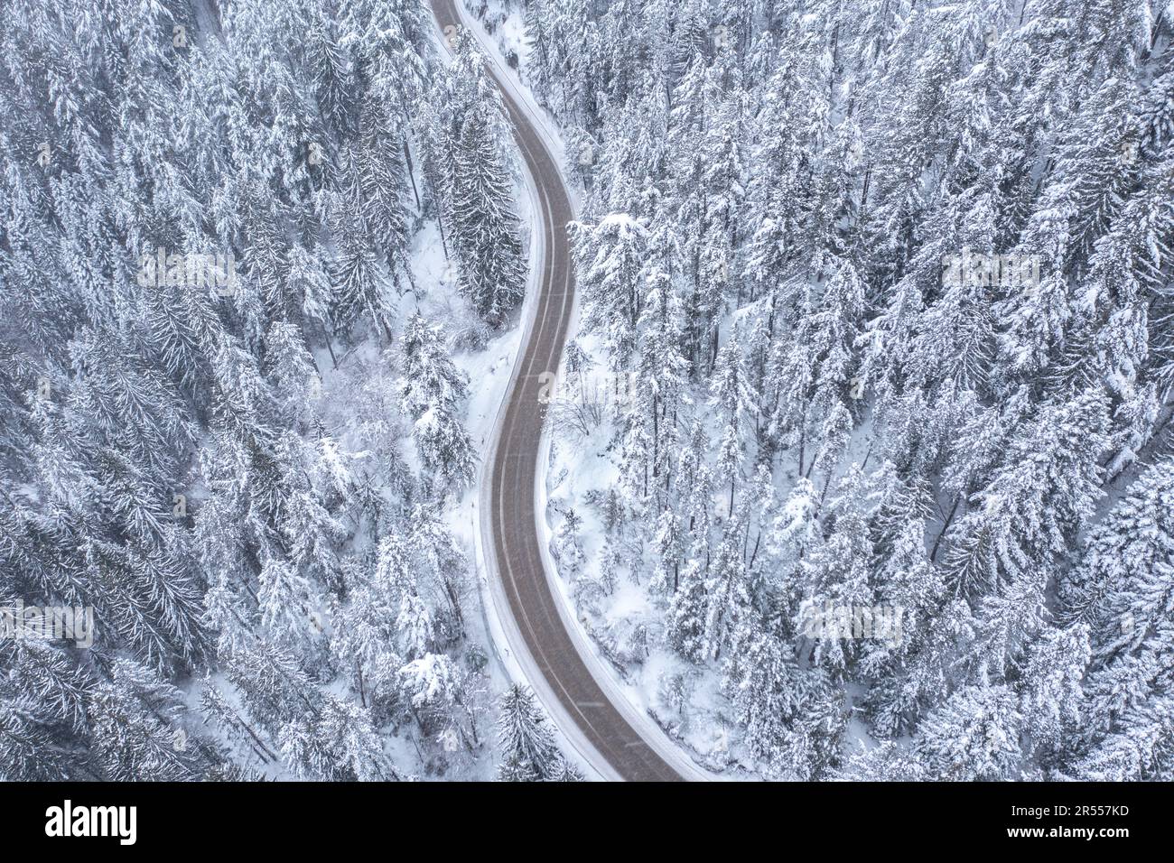 Sinueuse et sinueuse, route de montagne sinueuse passant à travers une forêt de pins enneigés avec des chutes de neige Banque D'Images