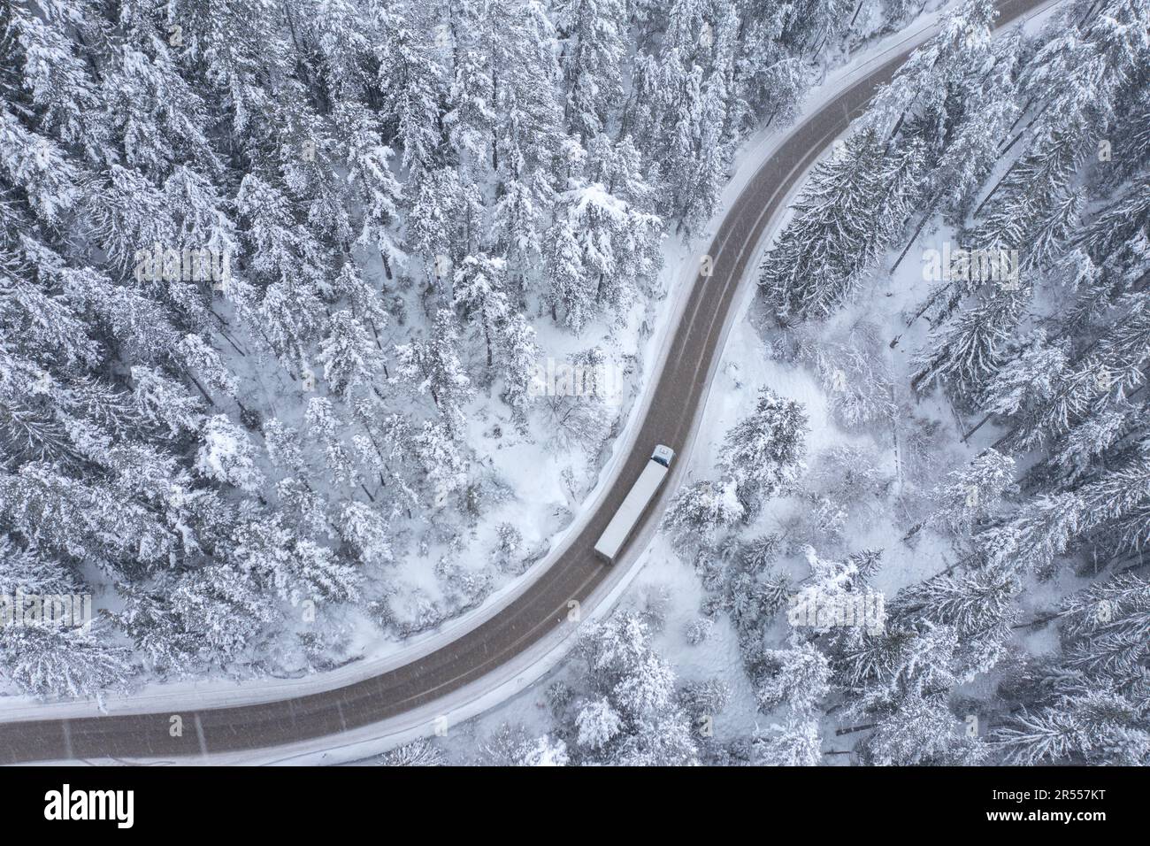 Camion, véhicule long, se déplaçant pendant la chute de neige sur la route sinueuse et sinueuse de montagne passant par une forêt de pins enneigés Banque D'Images