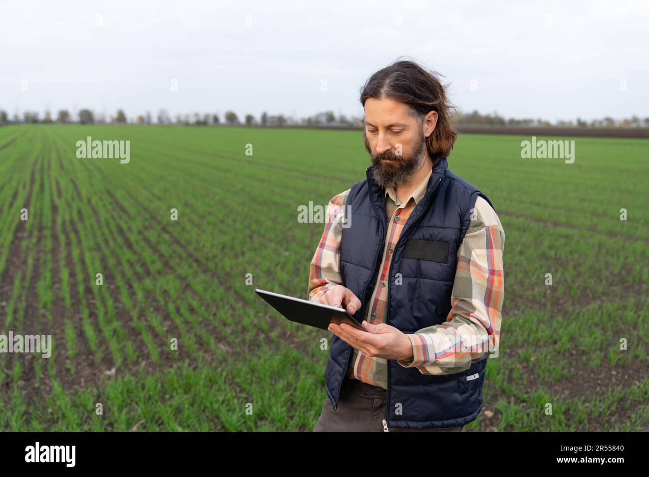 Agriculteur avec une tablette numérique dans un jeune champ de blé. Agriculture intelligente et agriculture numérique. Photo de haute qualité Banque D'Images